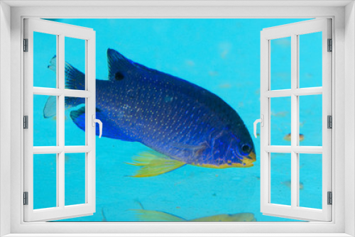 Fototapeta Naklejka Na Ścianę Okno 3D - Blue Devil Damselfish in Aquarium