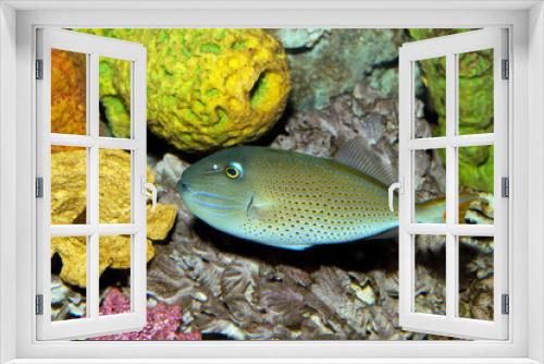 Fototapeta Naklejka Na Ścianę Okno 3D - Sargassum Triggerfish (Xanthichthys ringens)