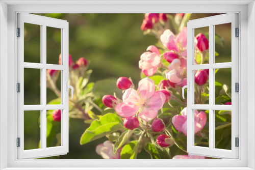 Fototapeta Naklejka Na Ścianę Okno 3D - flower peach apple  pink color. Flowering  apple tree branch spring in the sun.