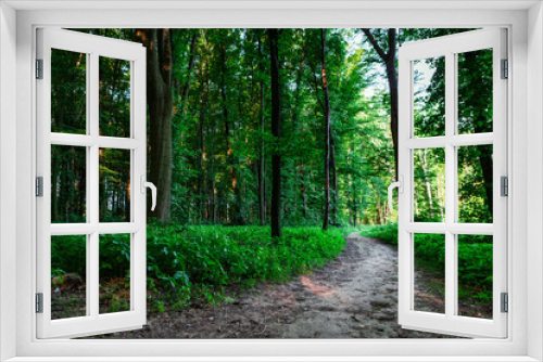 Fototapeta Naklejka Na Ścianę Okno 3D - beautiful green forest