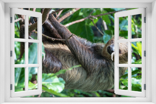 Fototapeta Naklejka Na Ścianę Okno 3D - A relaxed sleepy Linnaeus's two-toed sloth (Choloepus didactylus) hanging in tree canopy. Dubai, UAE.