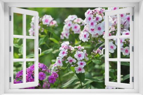 Fototapeta Naklejka Na Ścianę Okno 3D - Phlox flowers.