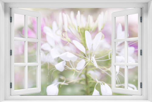 Fototapeta Naklejka Na Ścianę Okno 3D - Beautiful blurred white and pink flower background, abstract nature concept background