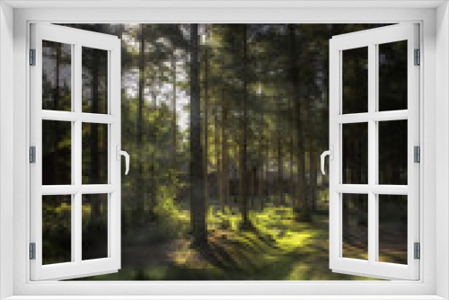 Fototapeta Naklejka Na Ścianę Okno 3D - Mystic Forest