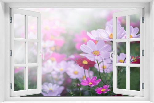 Fototapeta Naklejka Na Ścianę Okno 3D - beautiful pink cosmos flower in garden
