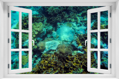 Fototapeta Naklejka Na Ścianę Okno 3D - tropical Coral reef underwater growing on stone