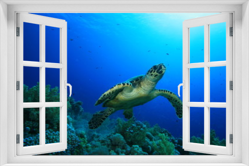 Fototapeta Naklejka Na Ścianę Okno 3D - Sea Turtle