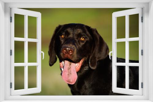 Fototapeta Naklejka Na Ścianę Okno 3D - Chocolate Labrador Retriever dog outdoor portrait