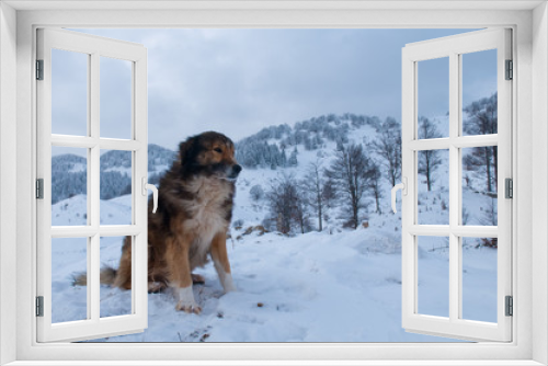 Fototapeta Naklejka Na Ścianę Okno 3D - Shepperd Dog