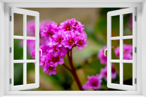 Fototapeta Naklejka Na Ścianę Okno 3D - rosa Bluete Blume im Garten Frueh Jahr Lenz