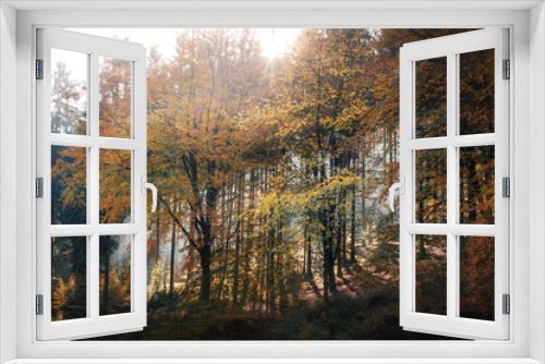 Fototapeta Naklejka Na Ścianę Okno 3D - Trees in the sun. Autumn in the forest