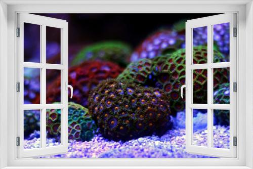 Fototapeta Naklejka Na Ścianę Okno 3D - Zoas coral colony garden in coral reef aquarium tank