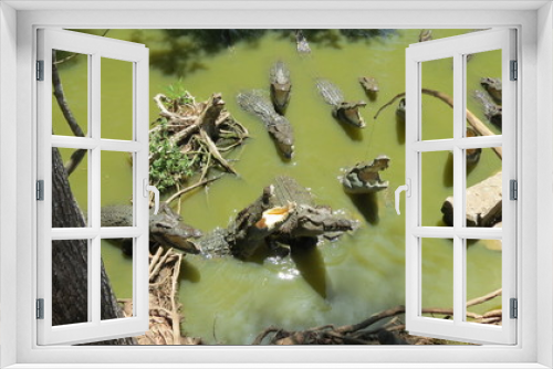 Fototapeta Naklejka Na Ścianę Okno 3D - Vietnam. Crocodile in the river.