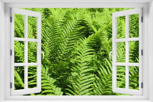 Fototapeta Naklejka Na Ścianę Okno 3D - Dense thickets of fern