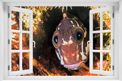 Fototapeta Naklejka Na Ścianę Okno 3D - fish face closeup