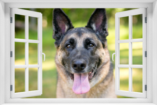 Fototapeta Naklejka Na Ścianę Okno 3D - A purebred German Shepherd dog looking at the camera with a happy expression