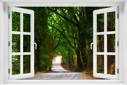 Fototapeta Naklejka Na Ścianę Okno 3D - Country road running through tree alley