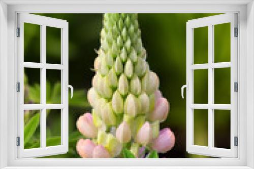 Fototapeta Naklejka Na Ścianę Okno 3D - Spring flower