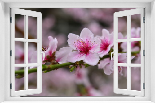 Fototapeta Naklejka Na Ścianę Okno 3D - In full bloom in the peach blossom