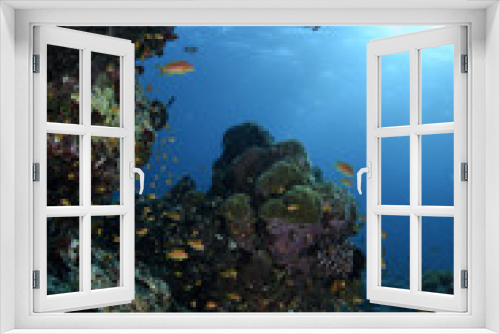Fototapeta Naklejka Na Ścianę Okno 3D - Beautiful Coral Reef in Blue Waters of Maldives