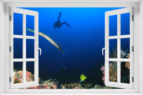 Fototapeta Naklejka Na Ścianę Okno 3D - Scuba diving on coral reef with fish