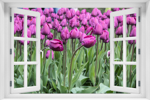 Fototapeta Naklejka Na Ścianę Okno 3D - Tulip in the field