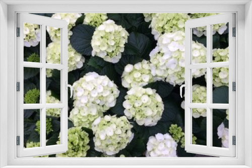 Fototapeta Naklejka Na Ścianę Okno 3D - Buten Blumen in der Frühlingszeit