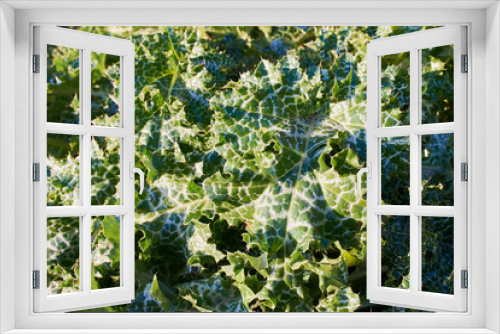 Fototapeta Naklejka Na Ścianę Okno 3D - grün weiße Distelblätter im Sonnenlicht