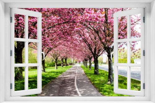 Fototapeta Naklejka Na Ścianę Okno 3D - Kirschblüte Sakura Radweg