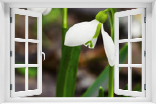 Fototapeta Naklejka Na Ścianę Okno 3D - Beautiful snowdrop flowers closeup