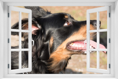 Fototapeta Naklejka Na Ścianę Okno 3D - border collie belgischer Schäferhund Mix schwarz braun border collie belgian shepherd mix black brown