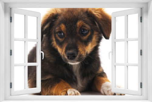 Fototapeta Naklejka Na Ścianę Okno 3D - Brown beautiful puppy.