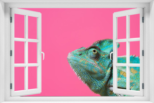 Fototapeta Naklejka Na Ścianę Okno 3D - Chameleon on pink background