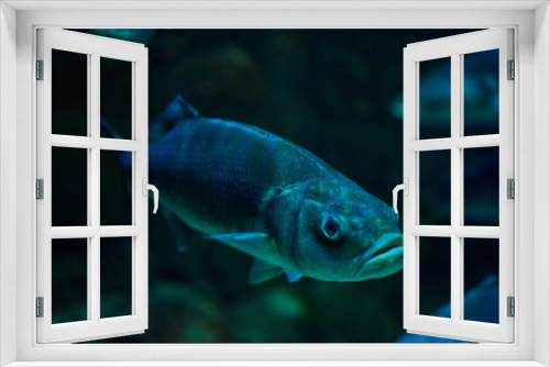 Fototapeta Naklejka Na Ścianę Okno 3D - Photo of a tropical Fish on a coral reef.