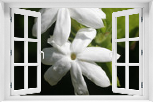 Fototapeta Naklejka Na Ścianę Okno 3D - Jasmine Blooms