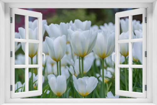 Fototapeta Naklejka Na Ścianę Okno 3D - Beautiful Tulip flowers in spring season. 