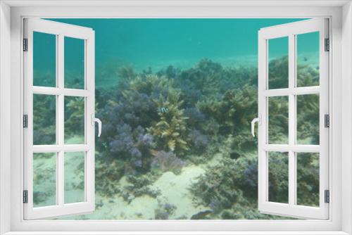 Fototapeta Naklejka Na Ścianę Okno 3D - 珊瑚と魚