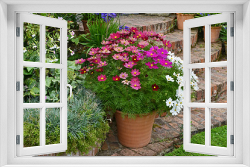 Fototapeta Naklejka Na Ścianę Okno 3D - A country house terrace with colourful planting of cosmos and mixed planting