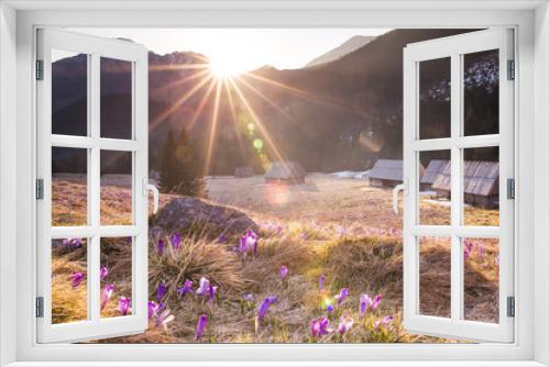 Fototapeta Naklejka Na Ścianę Okno 3D - promienie słońca Dolina Chochołowska tatry Polska krokusy