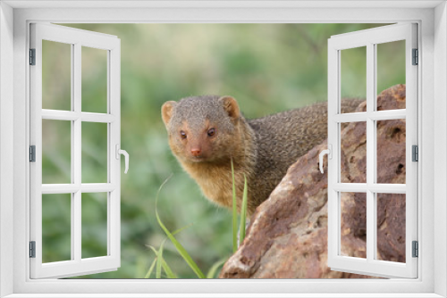 Fototapeta Naklejka Na Ścianę Okno 3D - Dwarf Mongoose