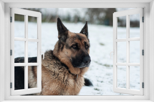 Fototapeta Naklejka Na Ścianę Okno 3D - German Shepherd 