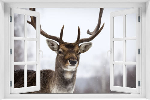 Fototapeta Naklejka Na Ścianę Okno 3D - Deer in wintertime