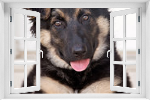 Fototapeta Naklejka Na Ścianę Okno 3D - Happy German Shepherd Puppy