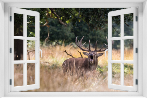 Fototapeta Naklejka Na Ścianę Okno 3D - The deer of Richmond park, during the time of heat is a spectacle worth seeing with its great antlers ....
