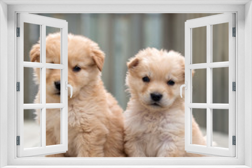 Fototapeta Naklejka Na Ścianę Okno 3D - Two golden puppies sit together