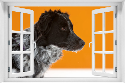 Fototapeta Naklejka Na Ścianę Okno 3D - Border collie with orange wall in background