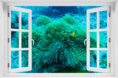 Fototapeta Naklejka Na Ścianę Okno 3D - Beautiful coral of underwater world at Similan Marine National park