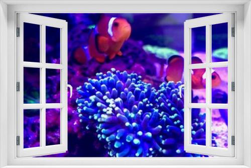 Fototapeta Naklejka Na Ścianę Okno 3D - Nemo & Co