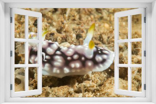 Fototapeta Naklejka Na Ścianę Okno 3D - Geometric goniobranchus nudibranch ( Goniobranchus geometricus ) crawling over coral reef of Bali, Indonesia