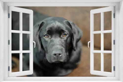 Fototapeta Naklejka Na Ścianę Okno 3D - Labrador dog on sofa